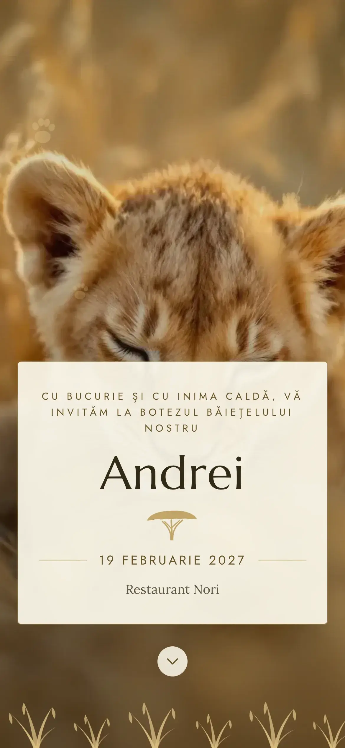 Invitație digitală de botez pentru băieți cu un pui de leu adormit în iarba uscată a savanei, în tonuri aurii